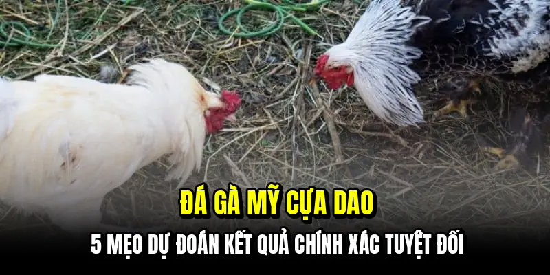 Đá Gà Mỹ Cựa Dao - Kinh Nghiệm Bắt Kèo Ngon Từ Các Cao Thủ 4 Đá gà Mỹ cựa dao - 5 mẹo dự đoán kết quả chính xác tuyệt đối